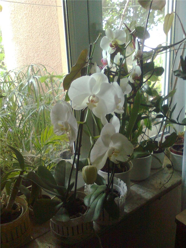 orhidea na prozoru